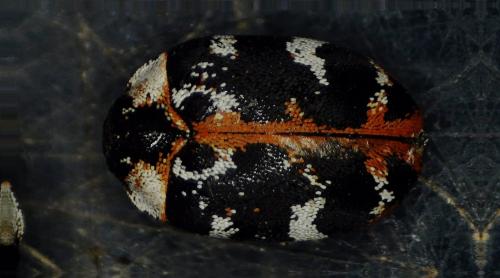 Réf. 301 455 : Anthrenus scrophulariae